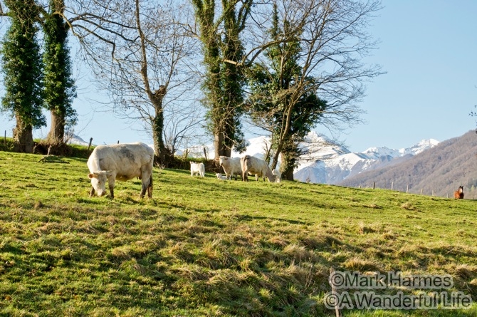 SpringCalvesInMountainMeadow